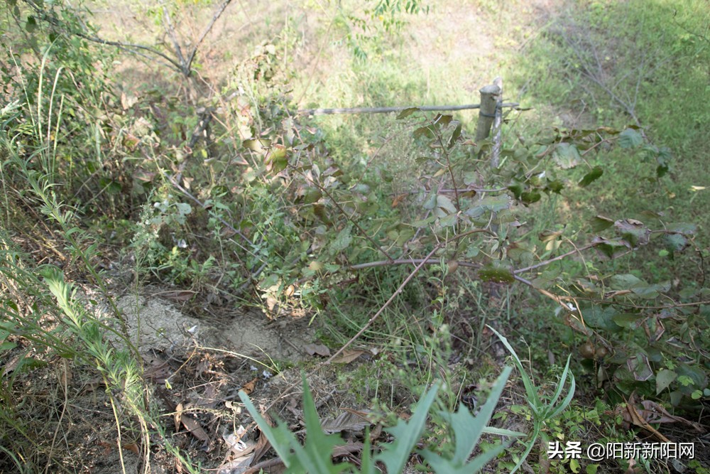 阳新县新闻,湖北鄂州阳新新闻