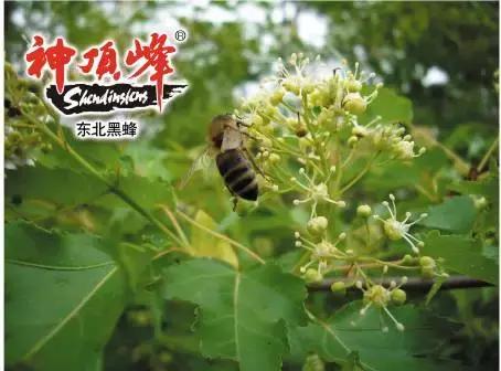 虎林战立新,虎林市黑蜂雪蜜