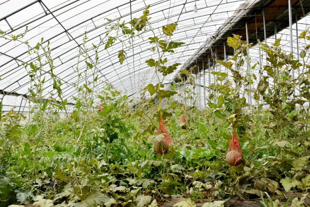 武安市绿色田园现代农业示范园区,武安绿色田园现代农业