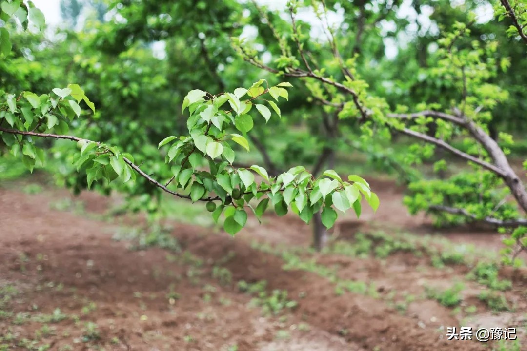 90后姑娘从城市回四川农村,90后姑娘从城市回到四川农村