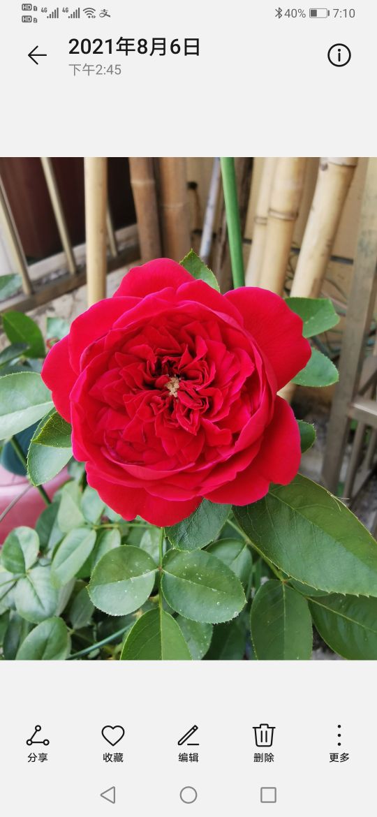 优秀月季品种推荐,正宗佛罗伦蒂娜月季