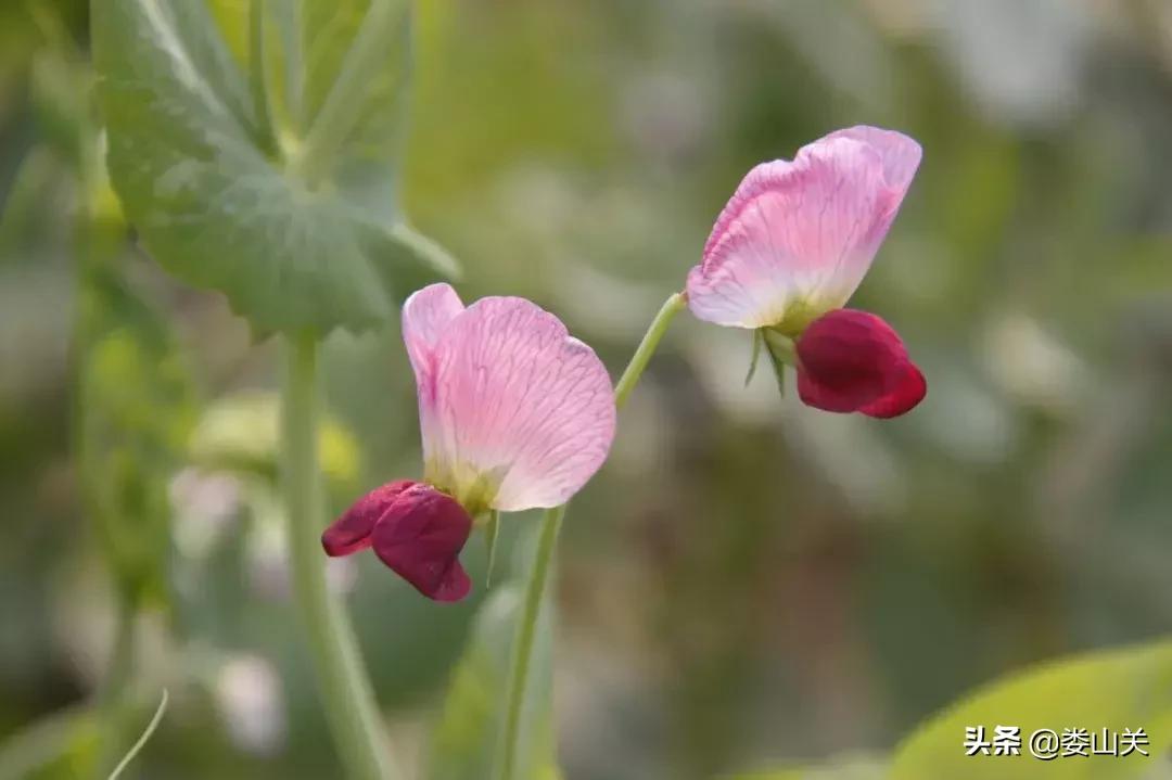 渝黔文苑|我和桃花有个约定