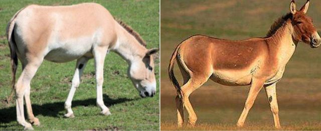 中国武备*物文**中的异域元素：印度梵文，波斯镔铁，非洲驴骡运军粮