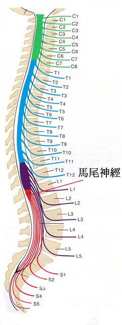 腰椎间盘突出压迫马尾神经，出现马尾神经综合征，危险！