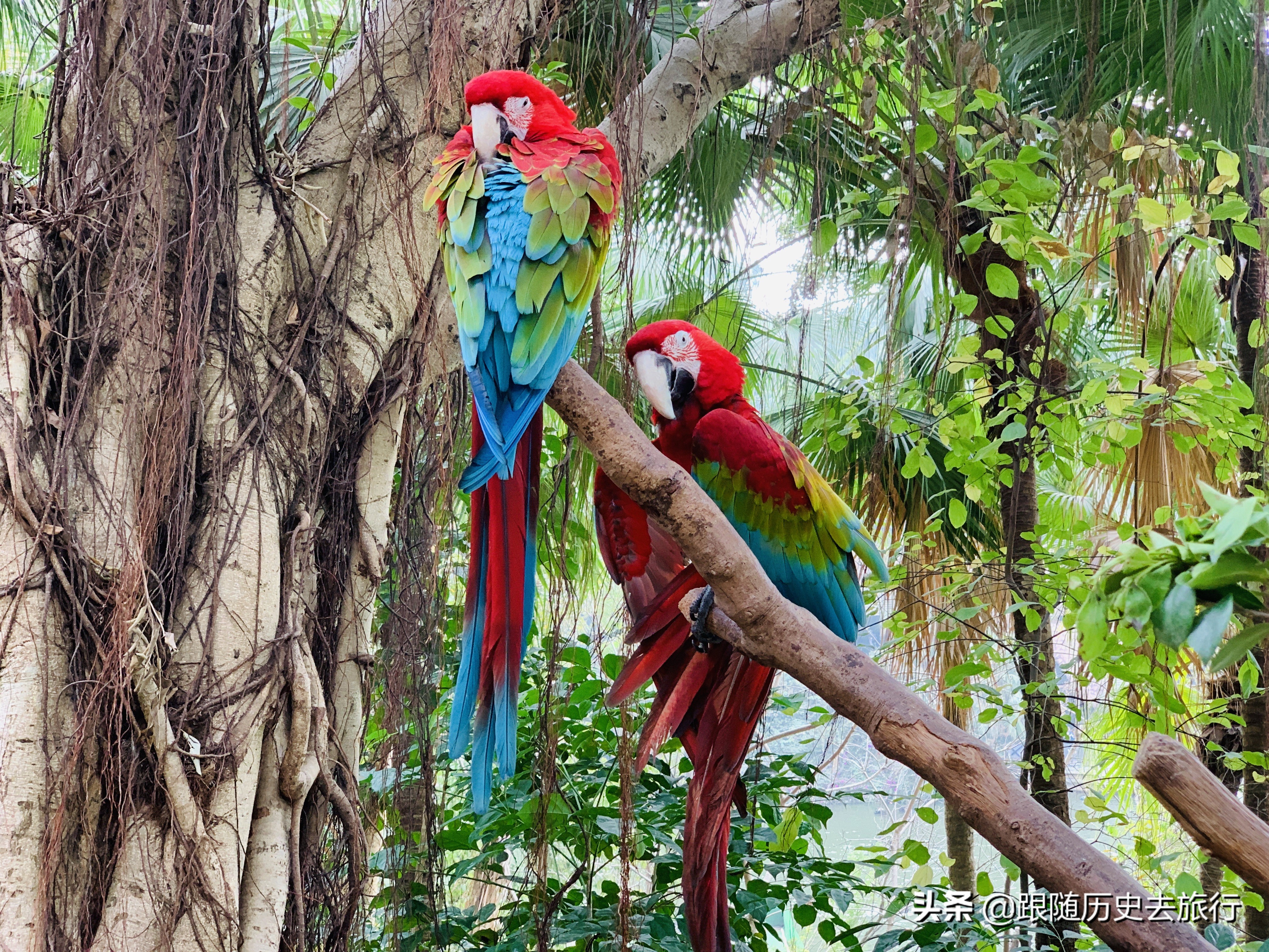 广州长隆水动物世界看大熊猫攻略,广州长隆动物园里的熊猫萌萌