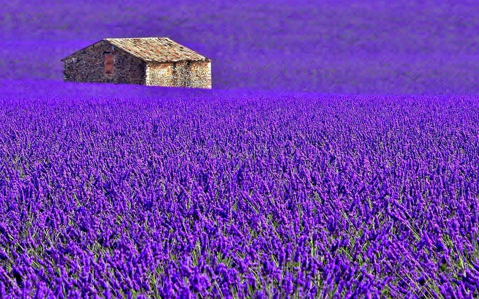 去薰衣草庄园来一场梦幻之旅,推荐一个好地方薰衣草庄园