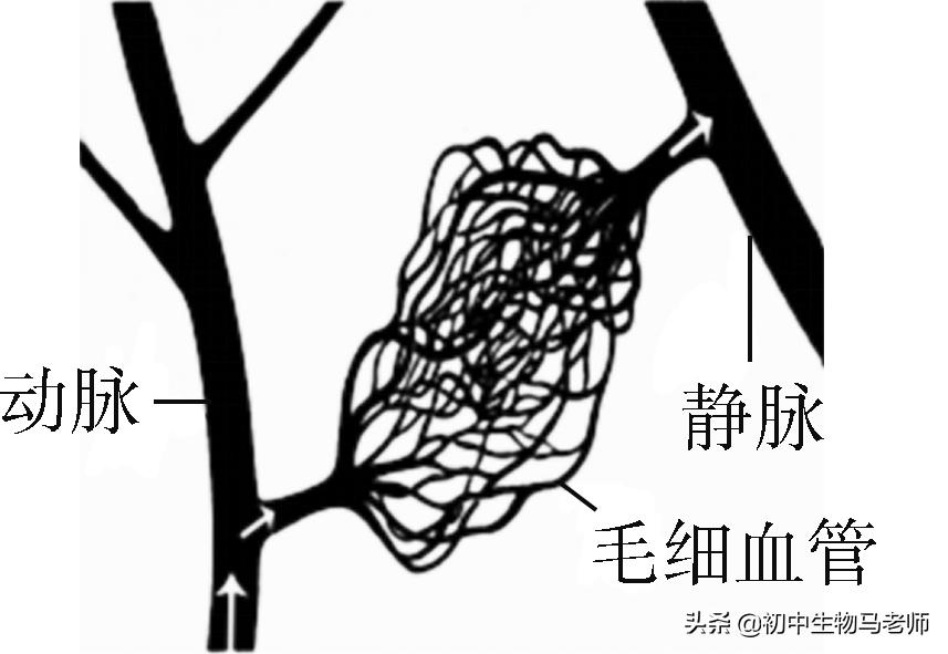 中考生物复习要点速记（人教版）第四单元生物圈中的人