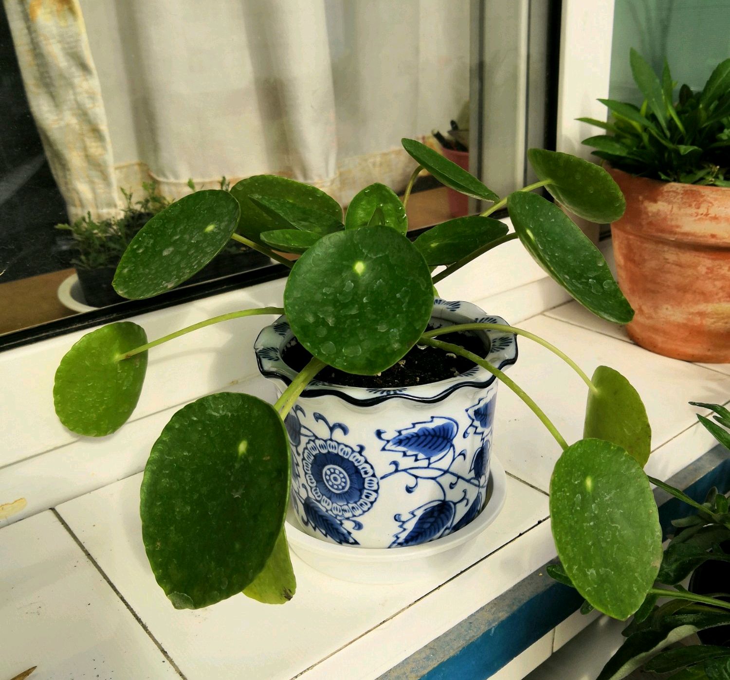 怎么养金钱草使它叶子变大,金钱草如何养护才能爆盆