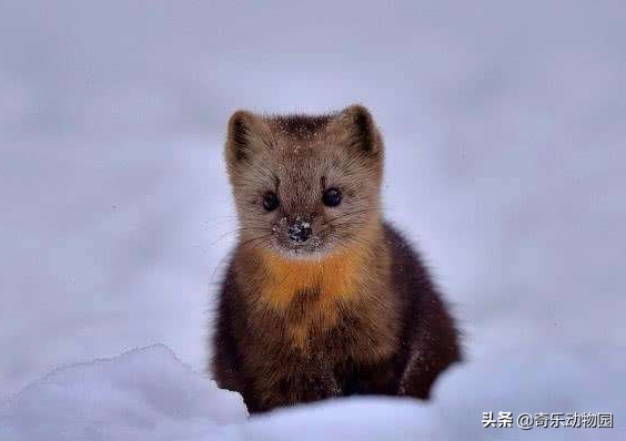 脾气暴躁却是“爱子狂魔”，且看东北三省的这种美丽生灵！