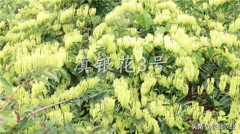 金银花幼苗生了腻虫怎么治,金银花钻心虫防治方法