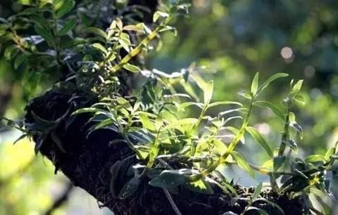 你见过在红豆杉树上种石斛吗？