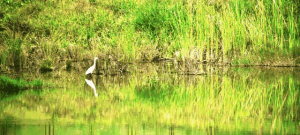 广东桔钓沙风景,深圳市桔钓沙旅游景点