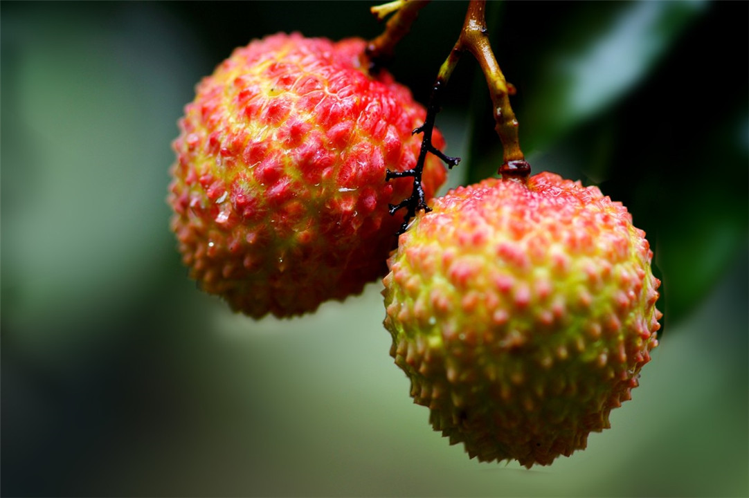 杨贵妃吃的荔枝从什么地方来,杨贵妃吃的荔枝产自哪里