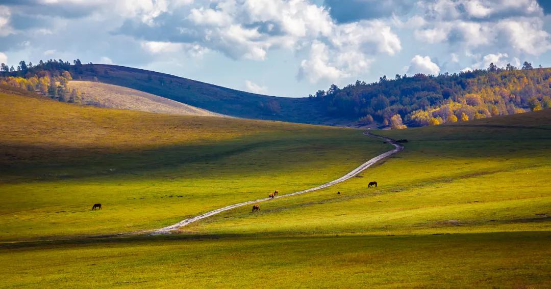 坝上秋色之金色草原,坝上金色草原风景