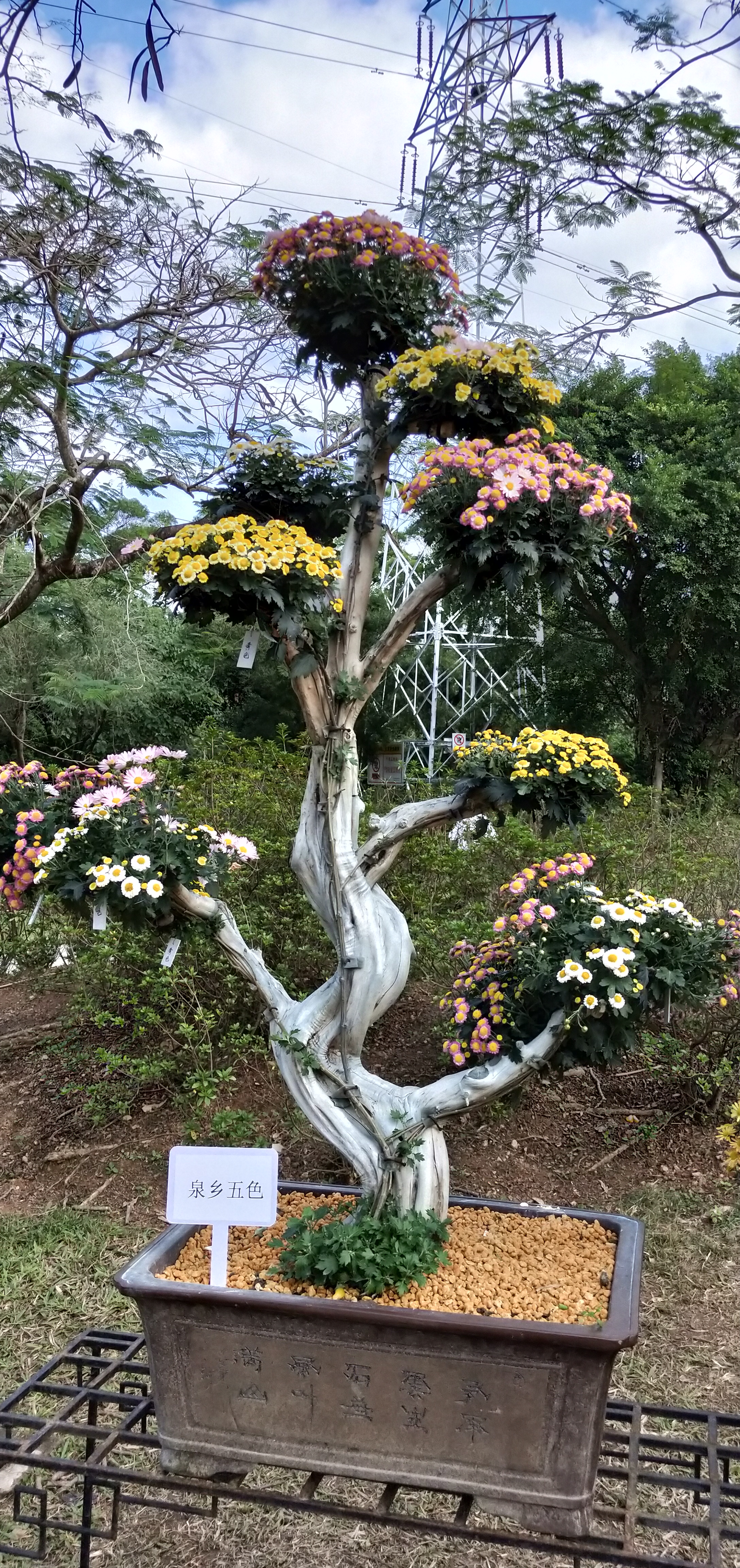 东湖公园菊花花展时间2021,深圳东湖荷节花展