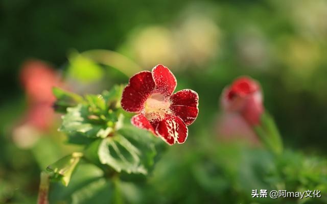 35mm微距镜头拍摄技巧,怎么用18-55的镜头拍人像