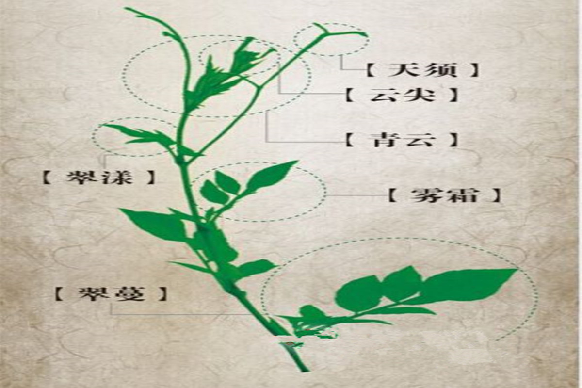 正宗莓茶春茶,茶香莓茶