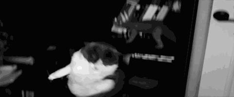 养猫不封窗的人,养猫不封窗猫为什么不会逃跑