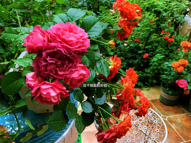 我的玫瑰仙境,请上坐!花市买来的“激素苗”,我这一招很好养活