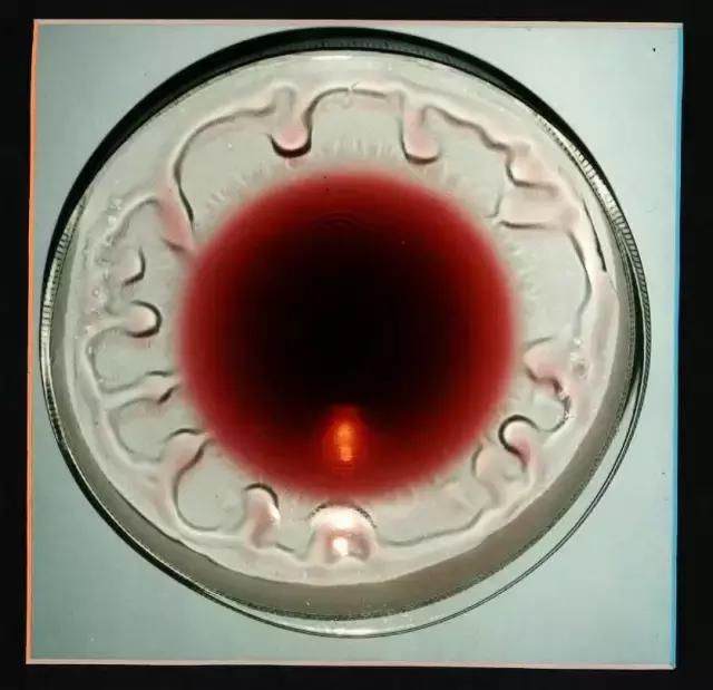 每天喝葡萄酒,每天喝葡萄酒有什么好处