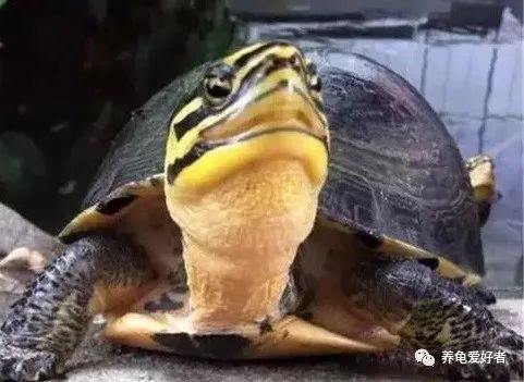 你家的乌龟长什么样子呀,你们家的乌龟长什么样