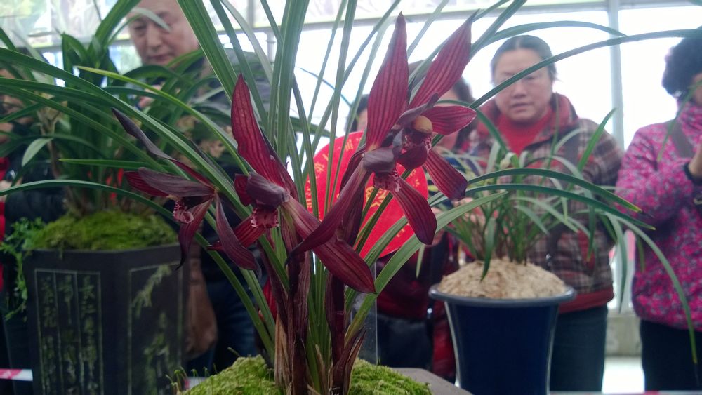 艺兰价格多少一盆,艺草艺兰