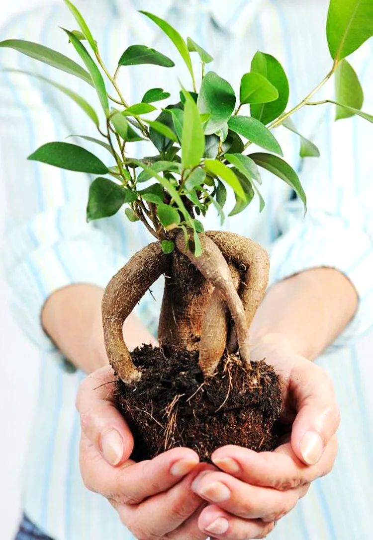 想要盆景长得爆土壤有技巧,怎样自己培养一棵价值高的盆景