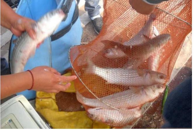 串钩鱼排筏钓,如何绑钓梭鱼的串钩