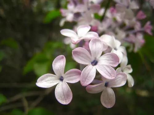 太原迎泽公园3月份看花,迎泽公园看花