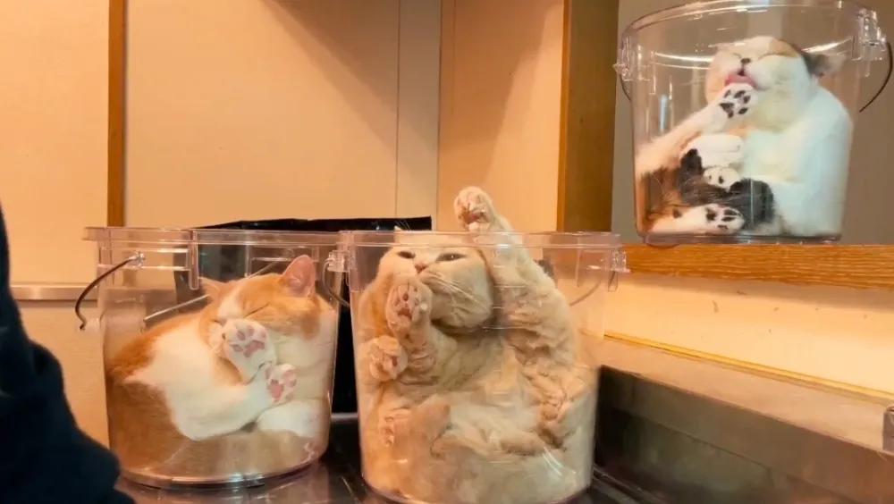 猫咪在屋顶视频,猫咪在屋顶的视频