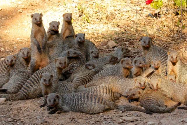一种对毒液免疫，和平头哥一样好斗，交配时雄性暴打雌性的动物