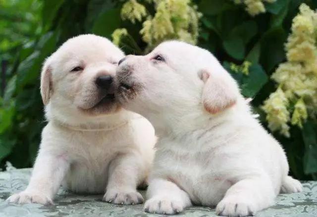 狗狗爱舔这五个部位,狗狗一直舔来舔去怎么办