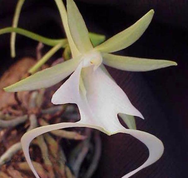 喜马拉雅山4800米高海拔珍贵植物,喜马拉雅5000米上的珍稀植物