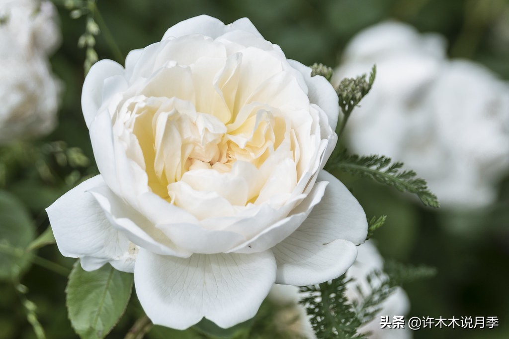 奥斯汀月季最佳品种,奥斯汀月季最好的品种