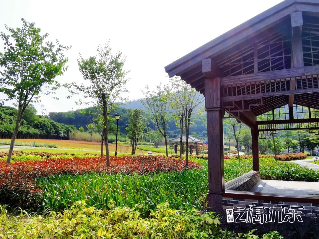 深圳最美簕杜鹃谷公园花海,宝安区花海赏花景点