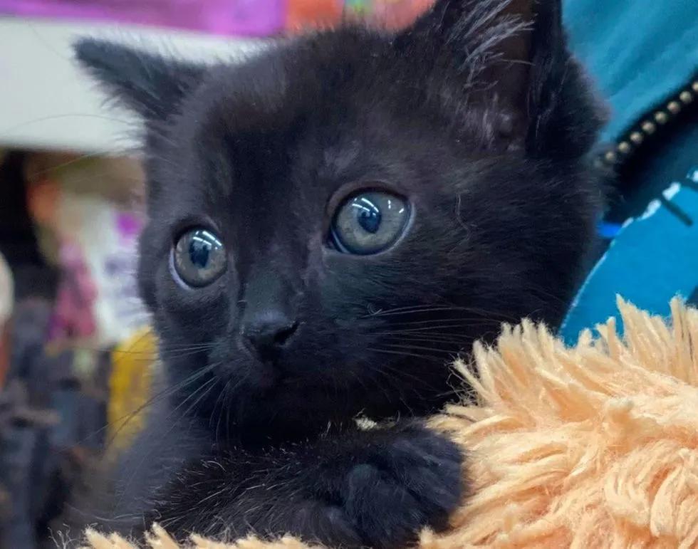 流浪猫遇到被遗弃的玩具熊,宠物猫被遗弃有野外生存能力吗