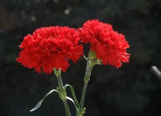 有兰花的香,有兰花香的兰花