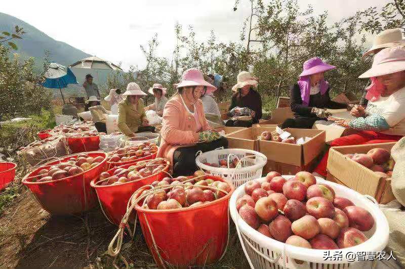 哪个地方的苹果最好吃,陕西省苹果哪里最好吃