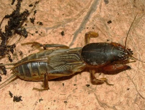 农村潮湿环境常见的昆虫,在乡下能捉到哪些可爱的虫子