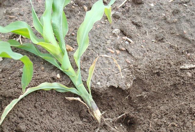 玉米肥害会造成玉米长势慢吗,玉米受肥害怎么办