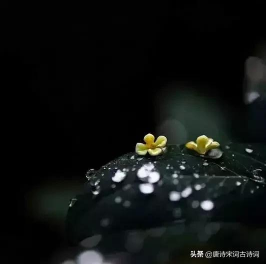 唐诗词经典唯美古文,唐诗宋词中的好词佳句赏析