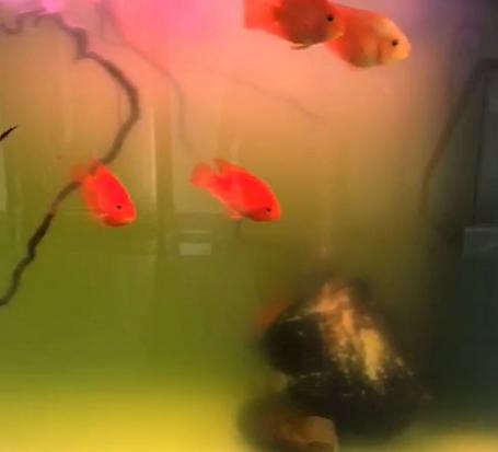 鱼缸绿水可否直接养刚开口的鱼苗,怎样才能把鱼缸里的水养成嫩绿水