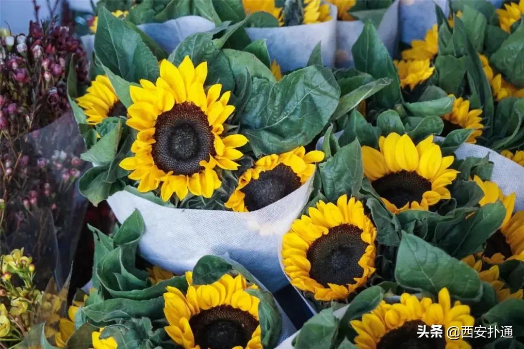 西安花市怎么买花便宜,西安最新花市