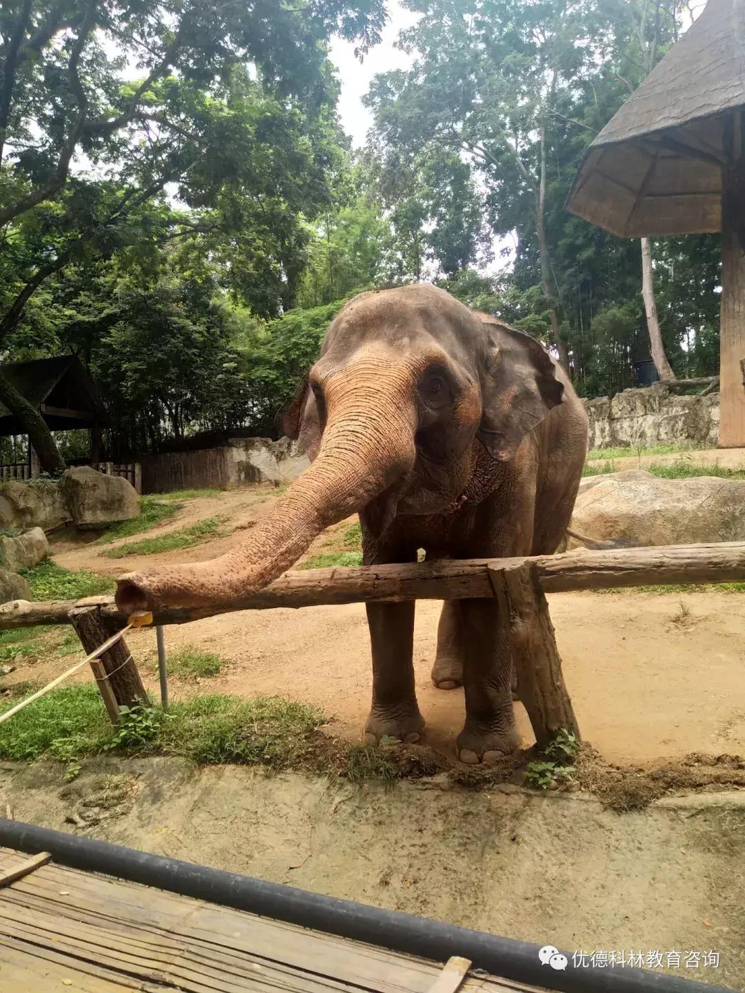 想去泰国当中文老师有什么要求,中国人如何去泰国当中文老师