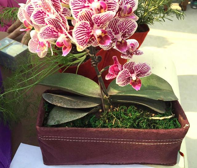 微景观绿植小花盆,各种小花盆有创意的