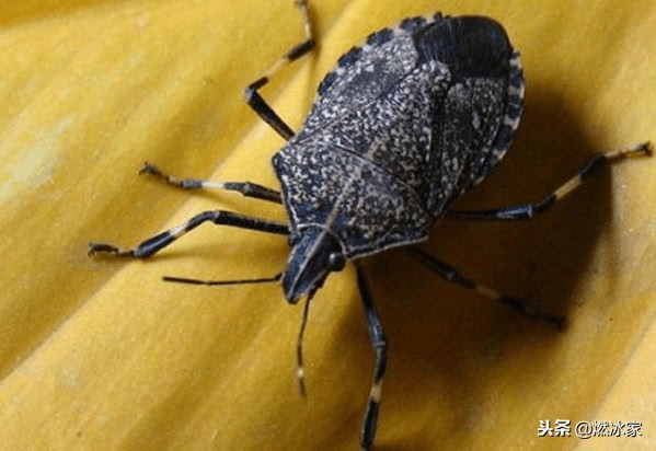 俗话说“有钱人吃鹿茸，没钱人吃屁巴虫”，什么是屁巴虫？