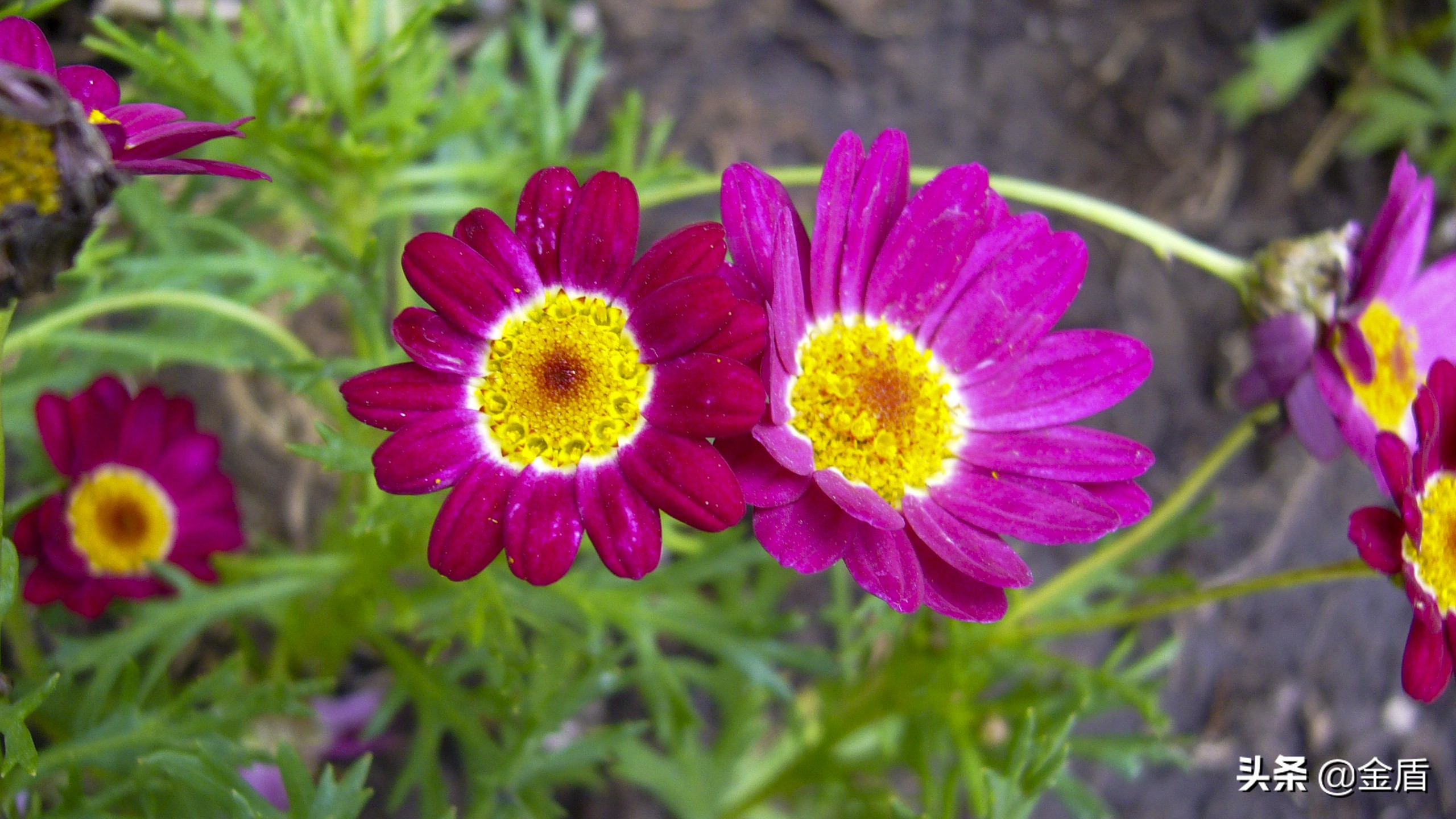 木茼蒿图文,五彩斑斓的观叶植物