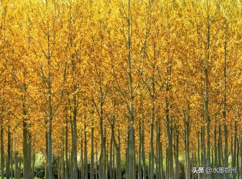 诗经邶风最著名的十首诗,诗经豳风七月第五章朗读