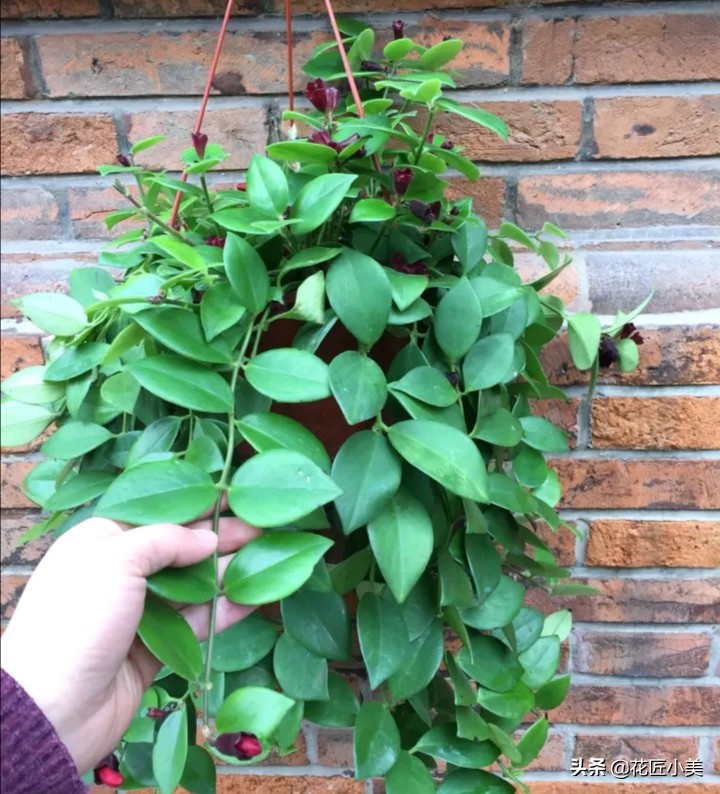 口红吊兰夏季哗哗掉叶子怎么办,口红吊兰叶子发黄掉落是怎么回事