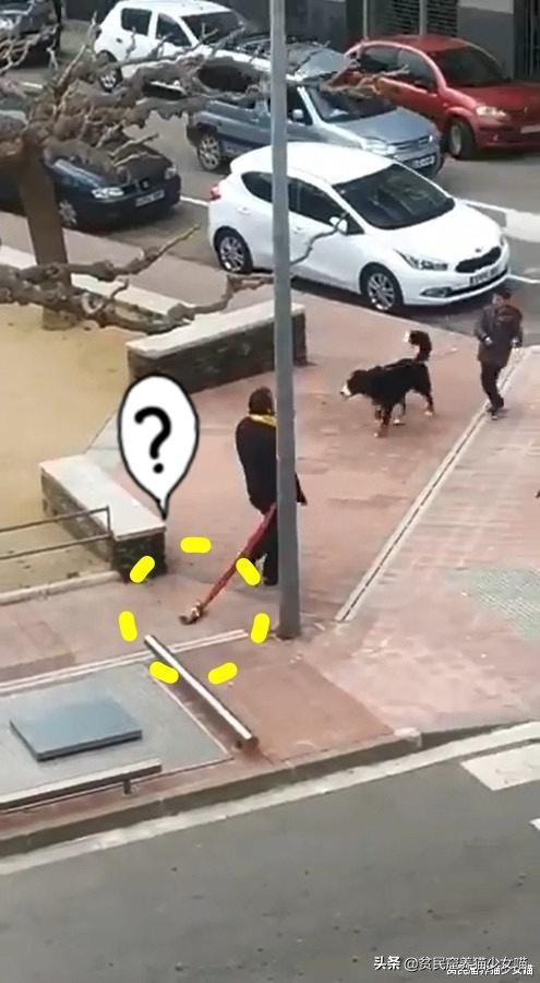 西班牙宠物狗被遛30次,西班牙狗狗一天被遛28次